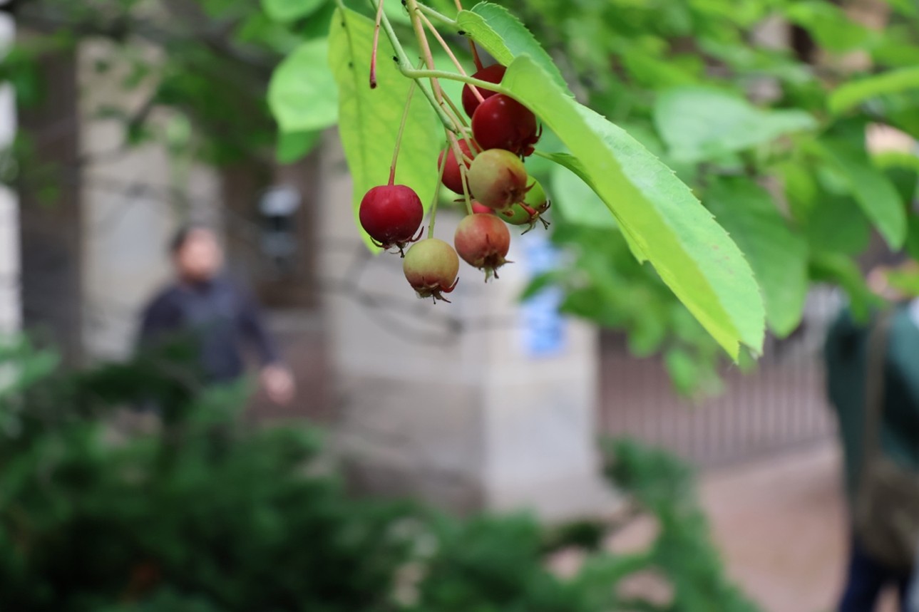 A photo of a serviceberry bush with ripe fruit on Toronto Metropolitan University's campus.